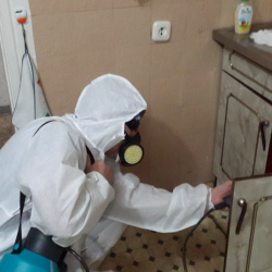 Дезинфекция от муравьев в квартире в Нижней Салде